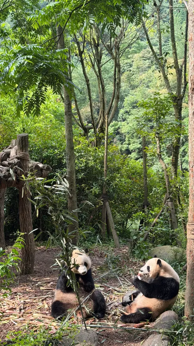Pandas gigantes en el centro de conservación de Chengdu.