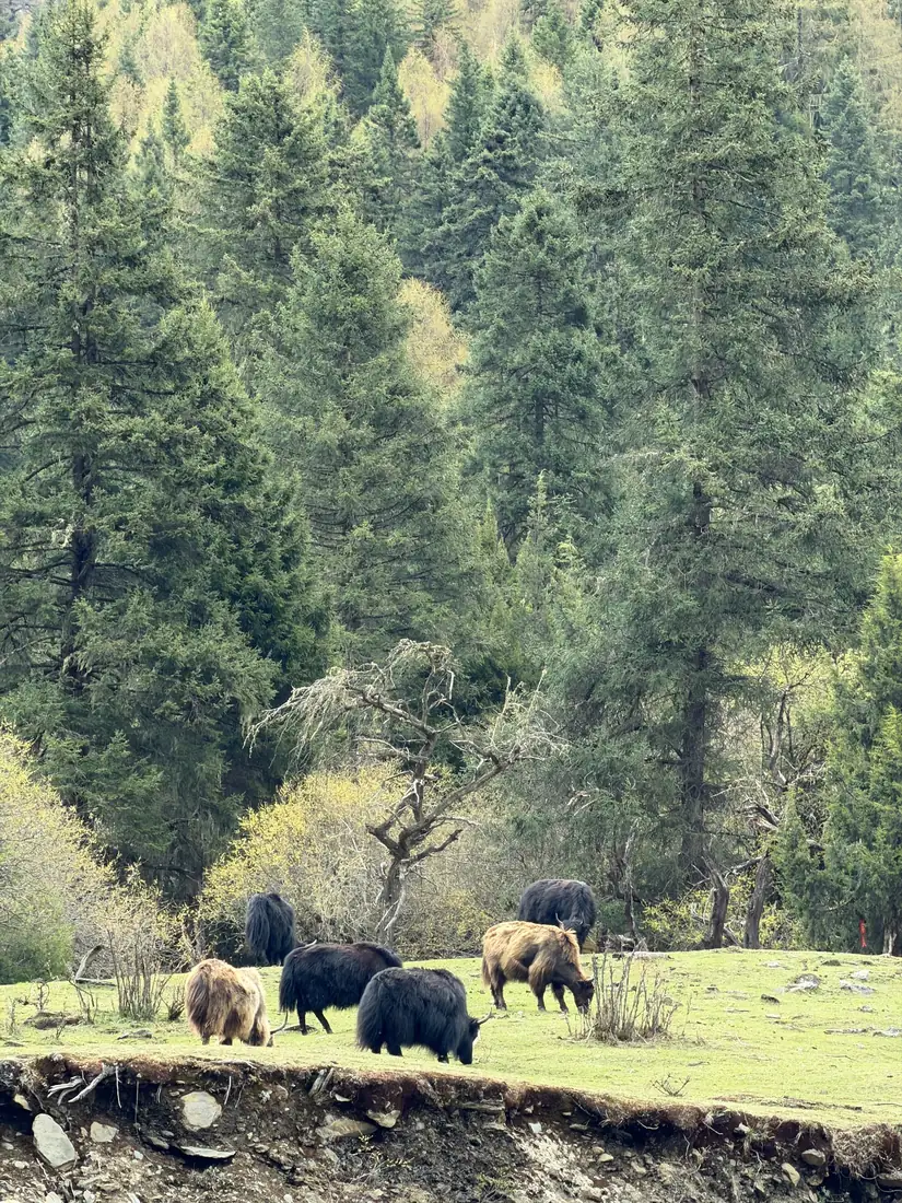 Yaks pastando entre bosques y praderas alpinas en Siguniangshan.