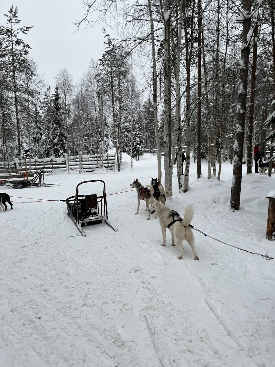 Trineo con huskies